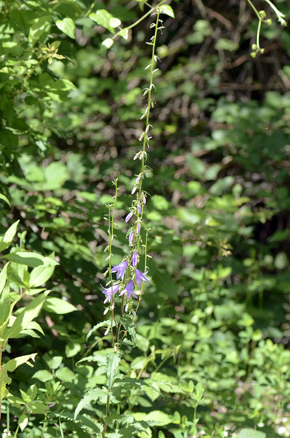 Campanula rapunculoides / Campanula serpeggiante